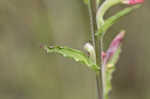 Entireleaf Indian paintbrush